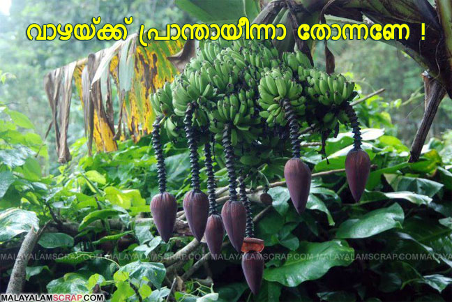 banana_tree_0