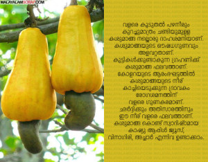 cashew_nut_0