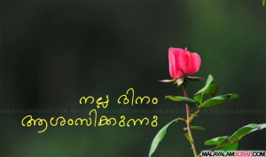 good_day_red_rose_0