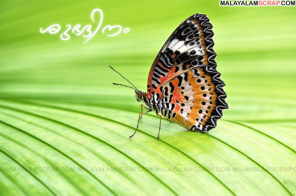 good_morning_butterfly