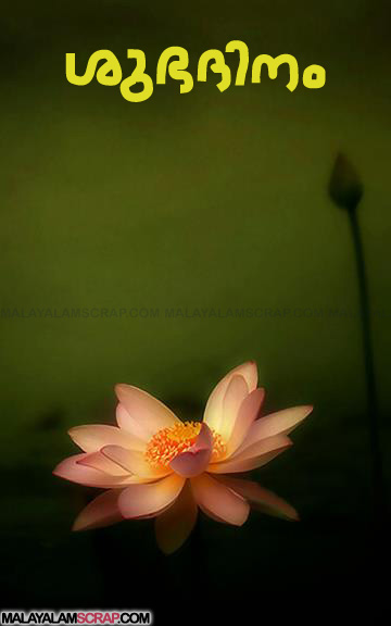 good_morning_lotus_0