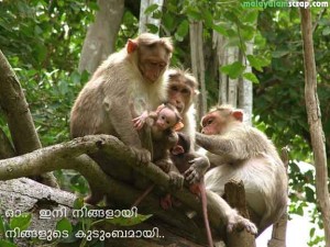 malayalam_fun (36)